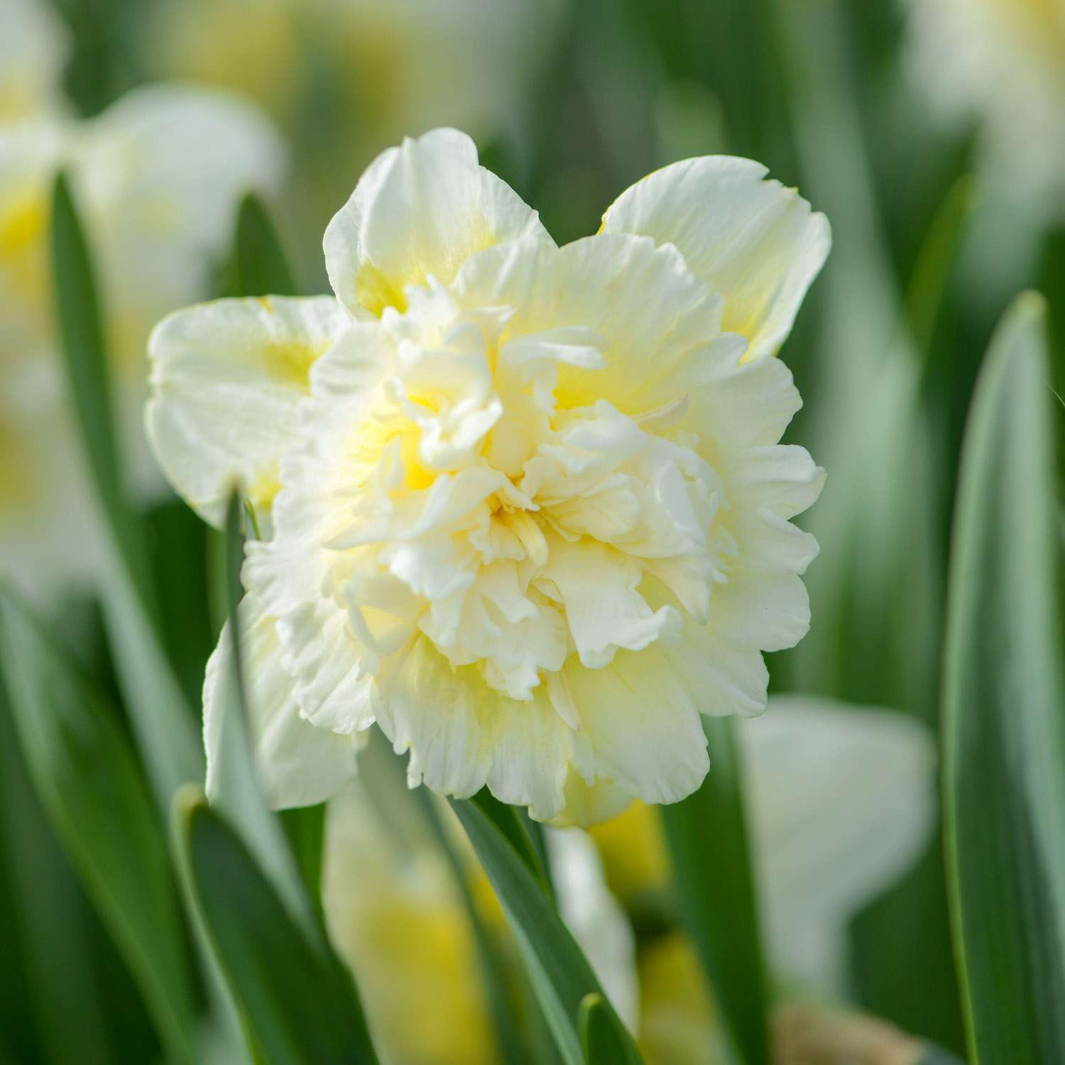 Narcissus 'Ice King'